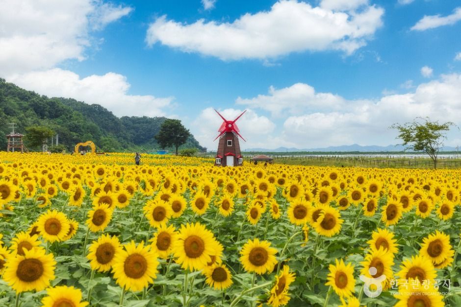 난정리 해바라기마을 정원 여행 추천 - 메고지고 난정리 해바라기마을 정원 여행 추천 - 메고지고