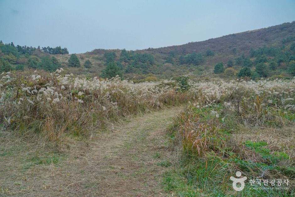 정물알오름 여행 추천 - 메고지고 정물알오름 여행 추천 - 메고지고