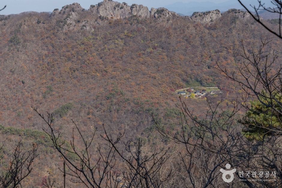 내장산 굴거리나무군락 여행 추천 - 메고지고 내장산 굴거리나무군락 여행 추천 - 메고지고