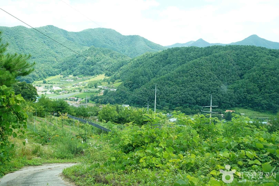 기우산(정선) 여행 추천 - 메고지고 기우산(정선) 여행 추천 - 메고지고