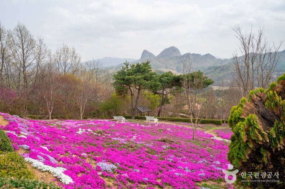 진안 꽃잔디동산 여행 추천 - 메고지고 진안 꽃잔디동산 여행 추천 - 메고지고