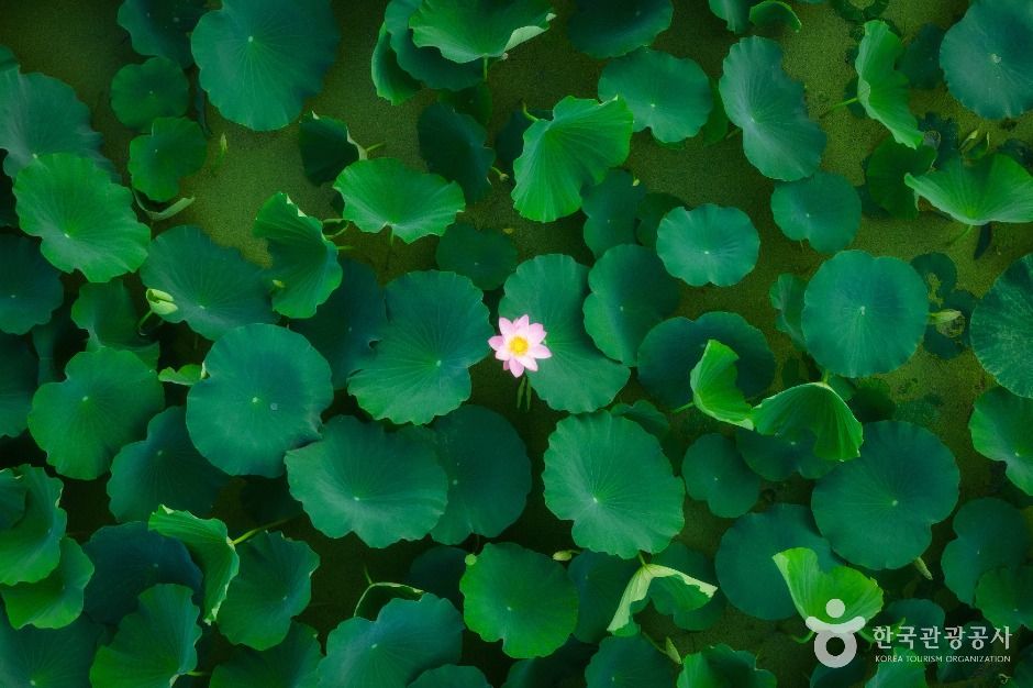 연꽃테마파크 여행 추천 - 메고지고