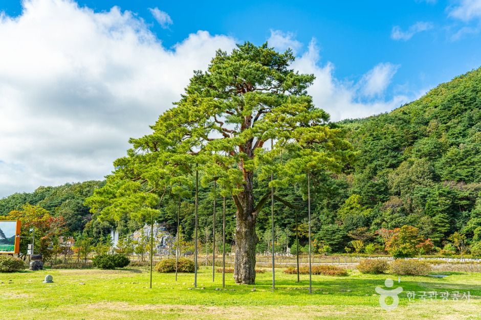 보은 속리 정이품송 여행 추천 - 메고지고 보은 속리 정이품송 여행 추천 - 메고지고