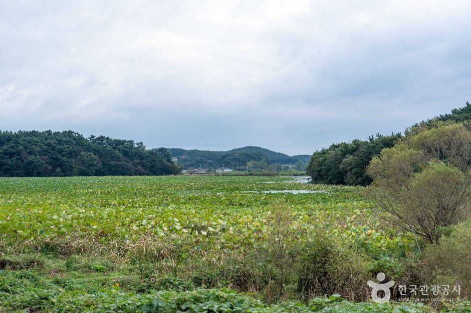 충남 서산빛들마을 여행 추천 - 메고지고