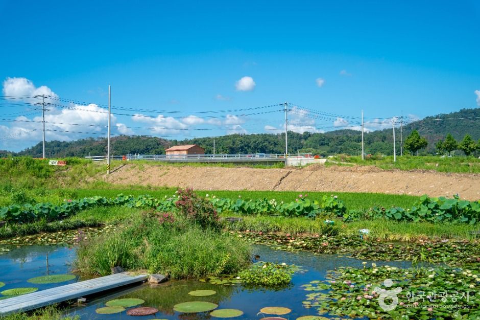 우포가시연꽃마을 여행 추천 - 메고지고 우포가시연꽃마을 여행 추천 - 메고지고