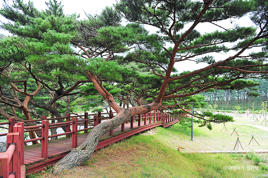 서포리웰빙삼림욕산책로 여행 추천 - 메고지고 서포리웰빙삼림욕산책로 여행 추천 - 메고지고