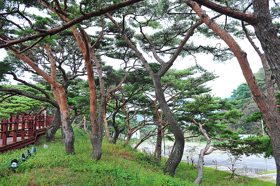 서포리웰빙삼림욕산책로 여행 추천 - 메고지고 서포리웰빙삼림욕산책로 여행 추천 - 메고지고