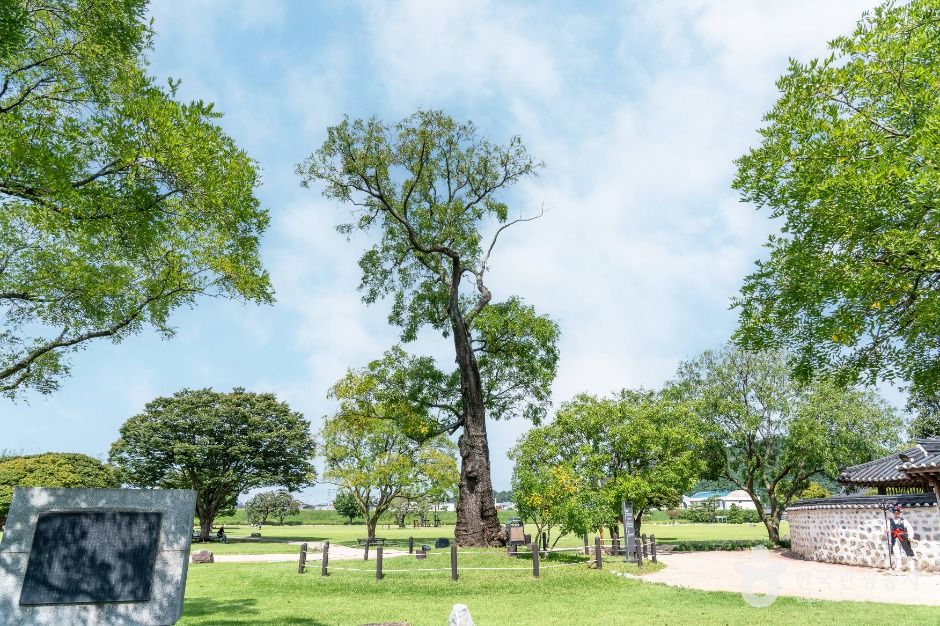 서산 해미읍성 회화나무 여행 추천 - 메고지고 서산 해미읍성 회화나무 여행 추천 - 메고지고
