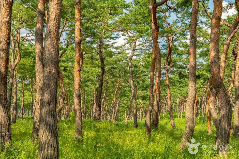 공주 고마나루 여행 추천 - 메고지고 공주 고마나루 여행 추천 - 메고지고