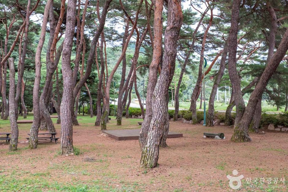 중평솔밭 여행 추천 - 메고지고 중평솔밭 여행 추천 - 메고지고