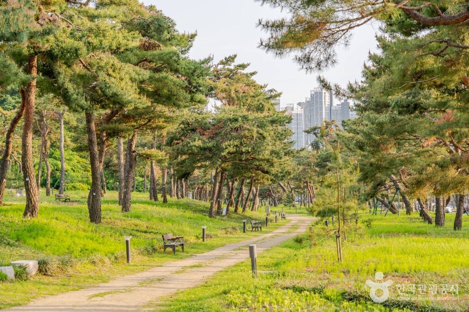 노송지대 여행 추천 - 메고지고