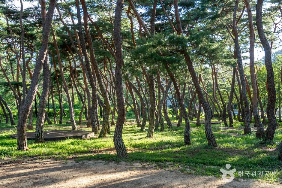목계솔밭(청송) 여행 추천 - 메고지고 목계솔밭(청송) 여행 추천 - 메고지고
