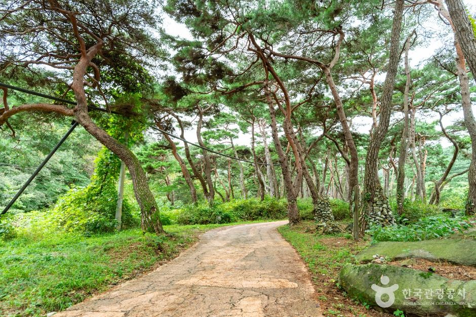 천년의숲길 여행 추천 - 메고지고 천년의숲길 여행 추천 - 메고지고