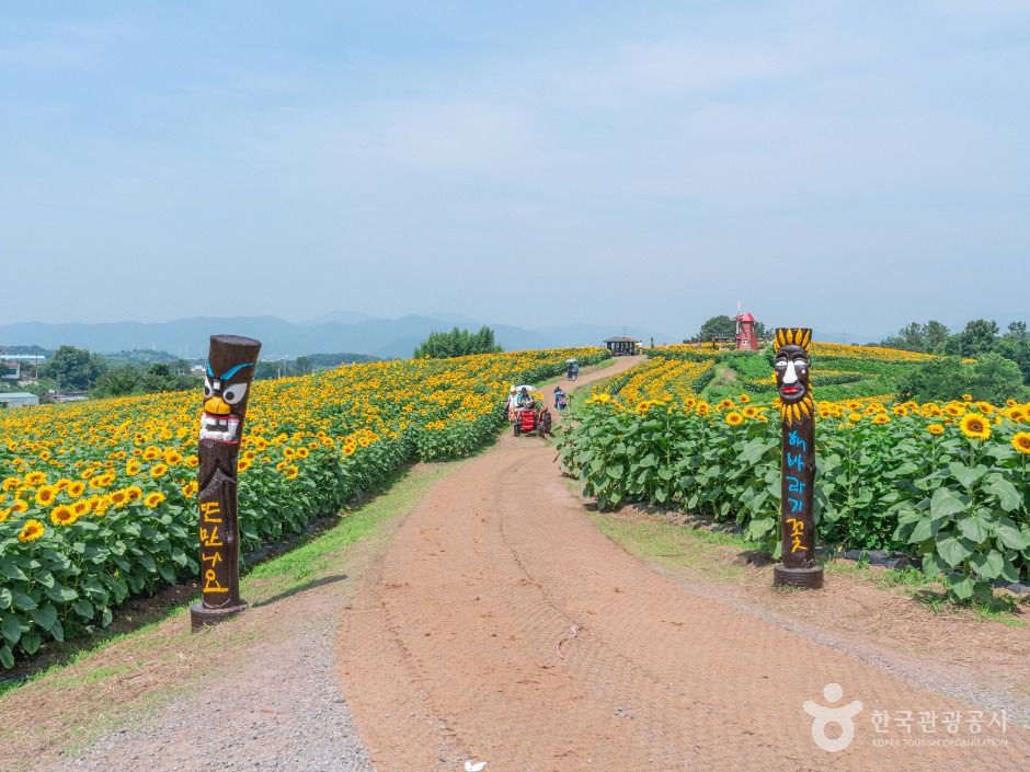 강주 해바라기마을 여행 추천 - 메고지고 강주 해바라기마을 여행 추천 - 메고지고