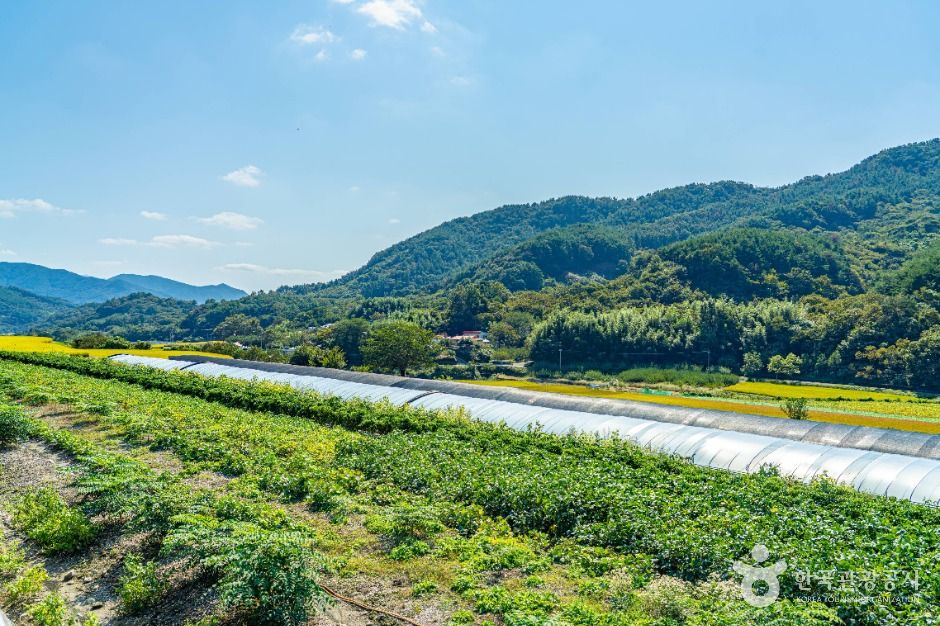 서당마을 여행 추천 - 메고지고