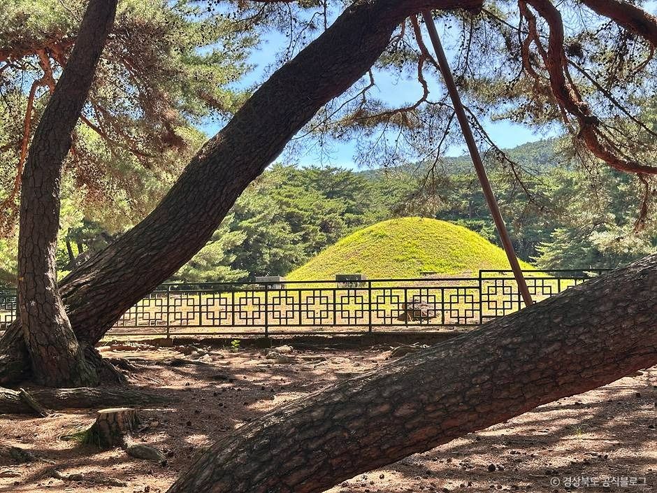삼릉숲 여행 추천 - 메고지고 삼릉숲 여행 추천 - 메고지고