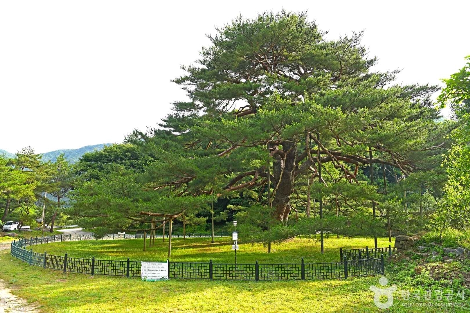 보은 서원리 소나무 여행 추천 - 메고지고 보은 서원리 소나무 여행 추천 - 메고지고