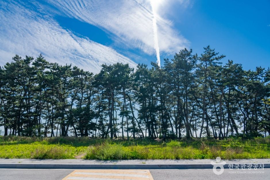 궁평해송군락지 여행 추천 - 메고지고