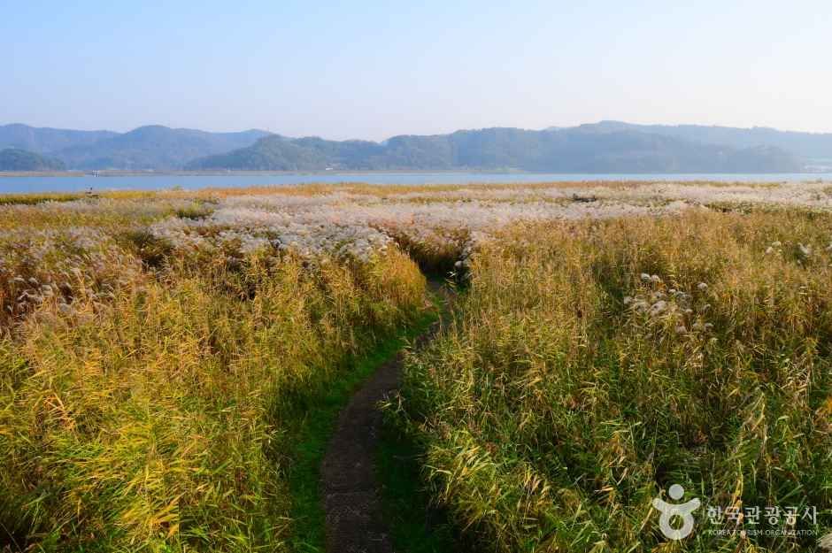 신성리 갈대밭 여행 추천 - 메고지고