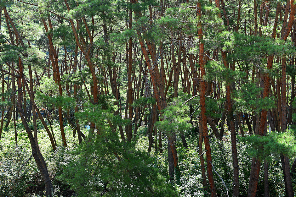 지리산천왕봉야영장 여행 추천 - 메고지고 지리산천왕봉야영장 여행 추천 - 메고지고