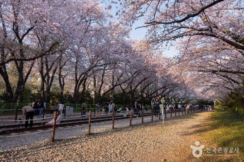 경화역 벚꽃길 여행 추천 - 메고지고 경화역 벚꽃길 여행 추천 - 메고지고