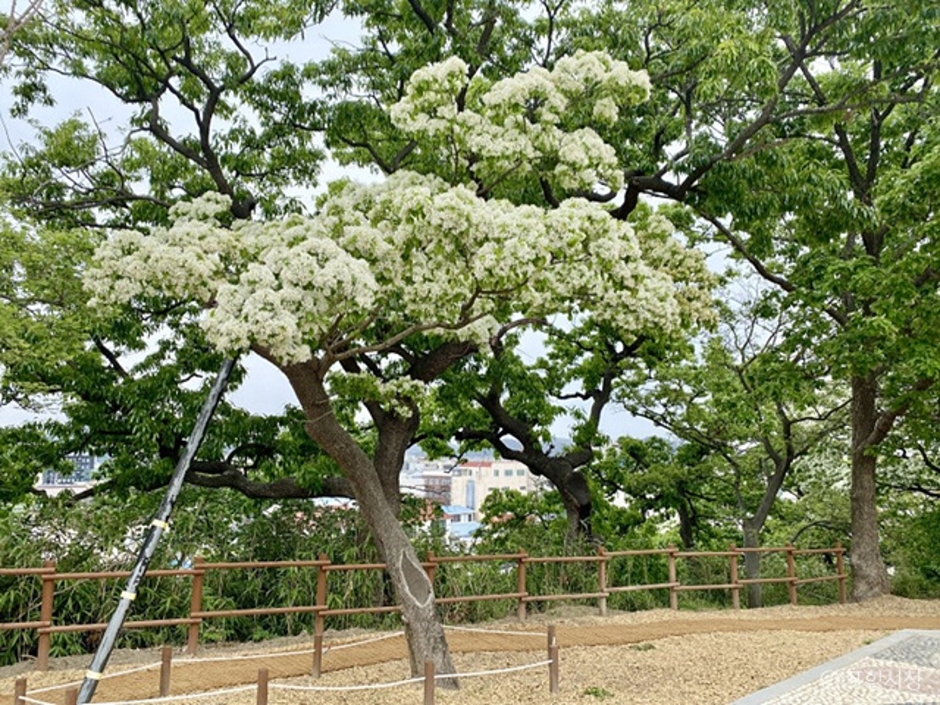 포항 흥해향교 이팝나무 군락 여행 추천 - 메고지고