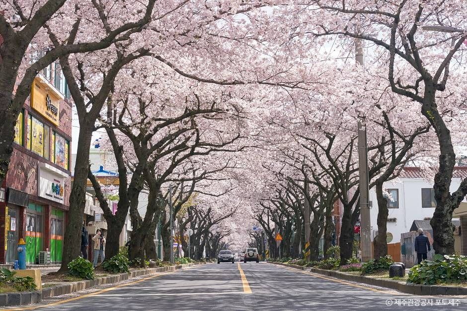 전농로 벚꽃거리 여행 추천 - 메고지고 전농로 벚꽃거리 여행 추천 - 메고지고