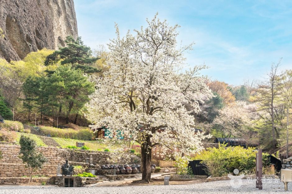 진안 은수사 청실배나무 여행 추천 - 메고지고 진안 은수사 청실배나무 여행 추천 - 메고지고
