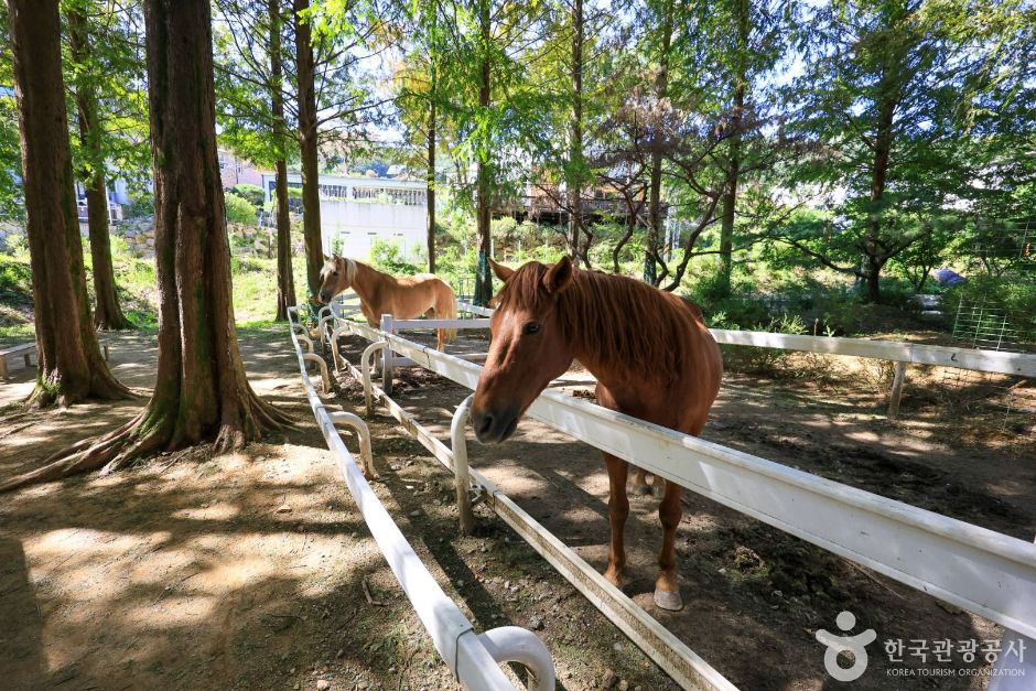 한터농원(한터조랑말농장) 여행 추천 - 메고지고 한터농원(한터조랑말농장) 여행 추천 - 메고지고