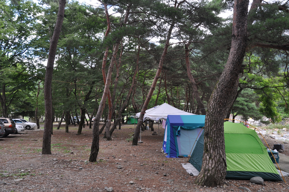 대포숲 여행 추천 - 메고지고 대포숲 여행 추천 - 메고지고