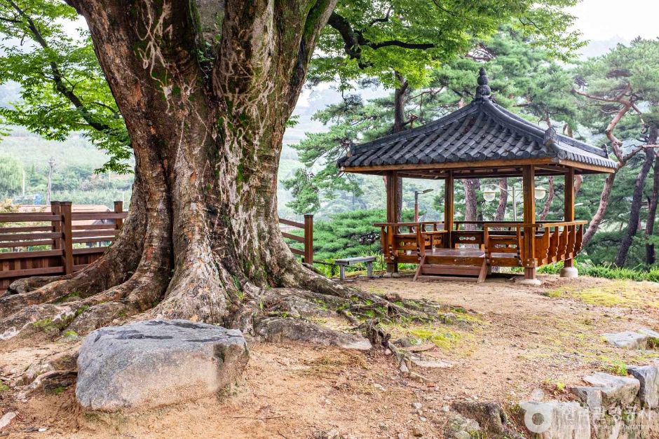 영주 솔향기마을 여행 추천 - 메고지고