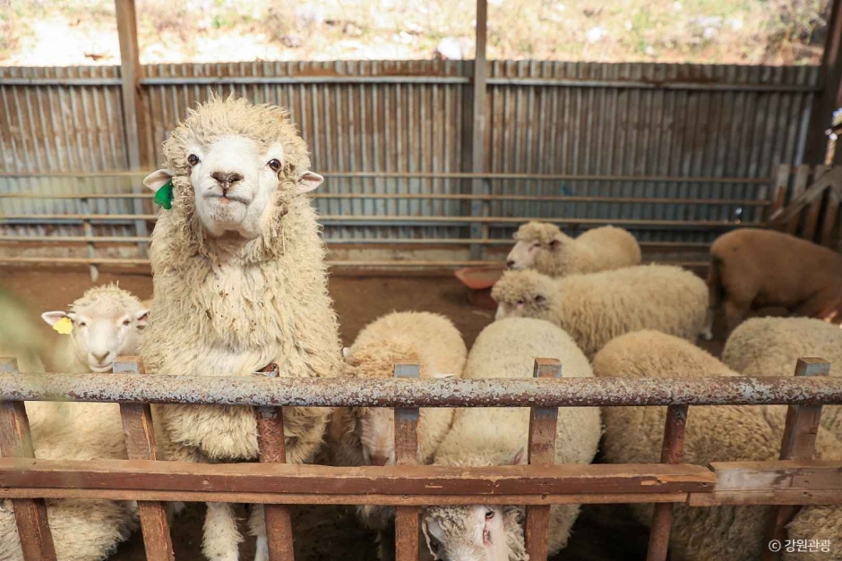 정선 양떼목장 여행 추천 - 메고지고 정선 양떼목장 여행 추천 - 메고지고