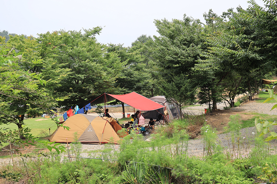 고래숲캠핑장 여행 추천 - 메고지고