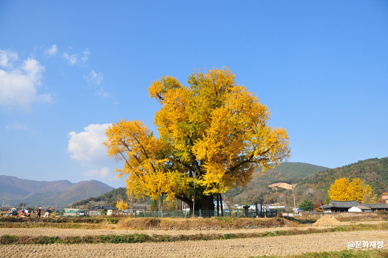 울주 구량리 은행나무 여행 추천 - 메고지고 울주 구량리 은행나무 여행 추천 - 메고지고