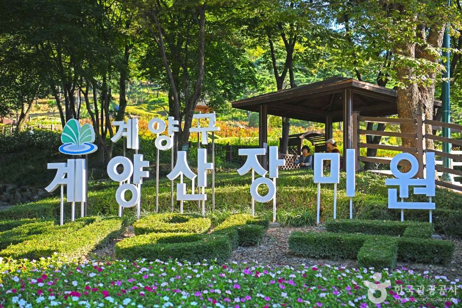 계양산장미원 여행 추천 - 메고지고 계양산장미원 여행 추천 - 메고지고
