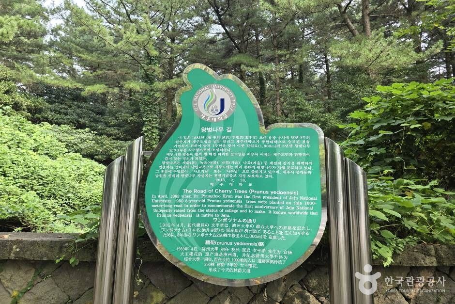 제주대 벚꽃길 여행 추천 - 메고지고 제주대 벚꽃길 여행 추천 - 메고지고