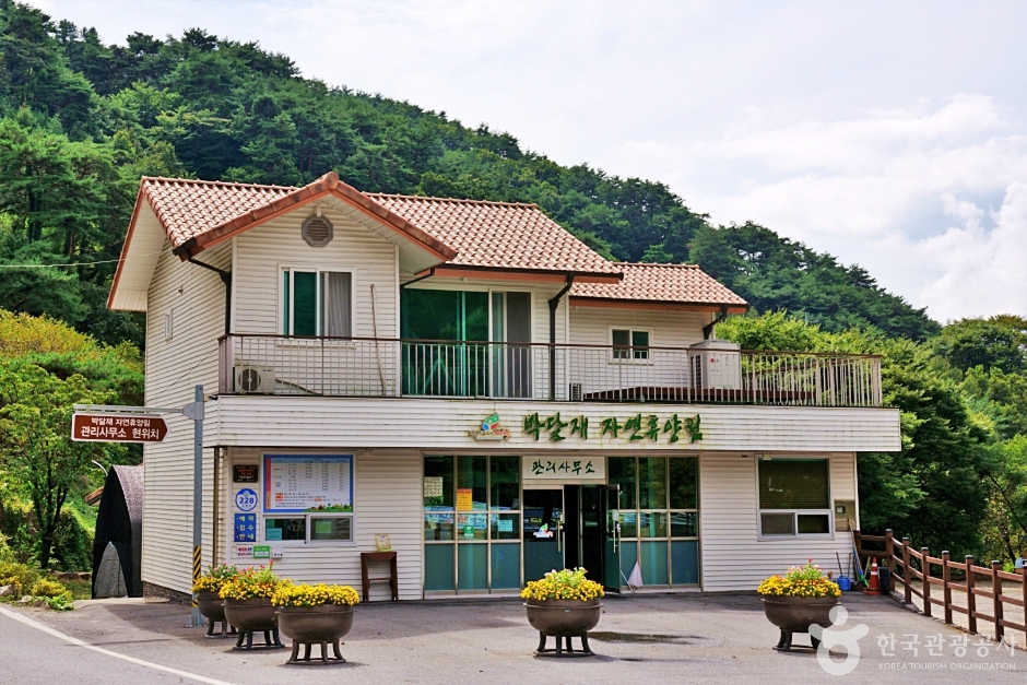 박달재자연휴양림 여행 추천 - 메고지고 박달재자연휴양림 여행 추천 - 메고지고
