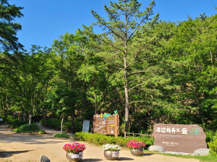 부산 치유의 숲 여행 추천 - 메고지고 부산 치유의 숲 여행 추천 - 메고지고