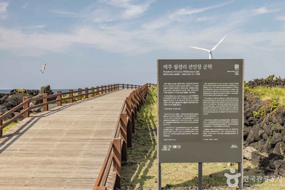 월령 선인장군락지 여행 추천 - 메고지고