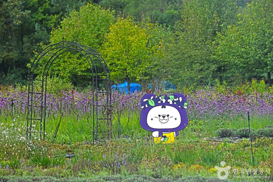 평창 라벤다팜 여행 추천 - 메고지고 평창 라벤다팜 여행 추천 - 메고지고