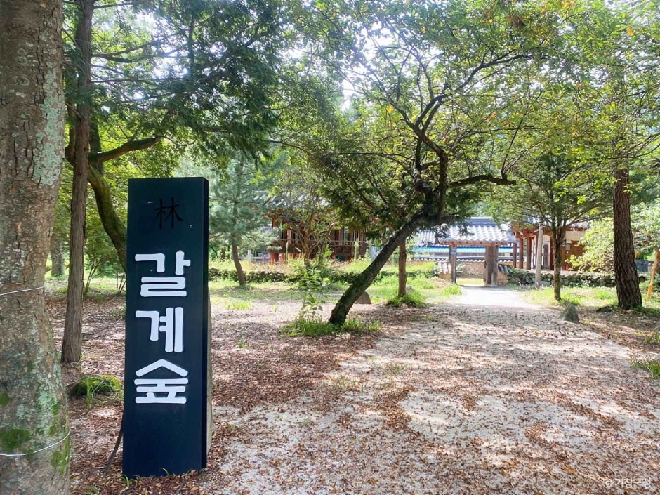 갈계숲 여행 추천 - 메고지고 갈계숲 여행 추천 - 메고지고