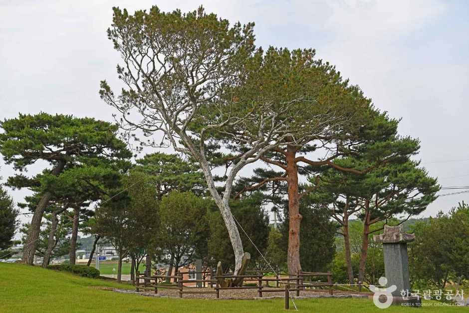 예산 용궁리 백송 여행 추천 - 메고지고