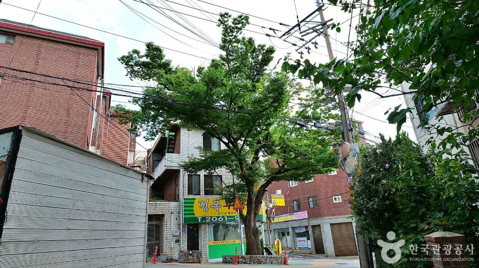 150년 수령 느티나무 여행 추천 - 메고지고 150년 수령 느티나무 여행 추천 - 메고지고