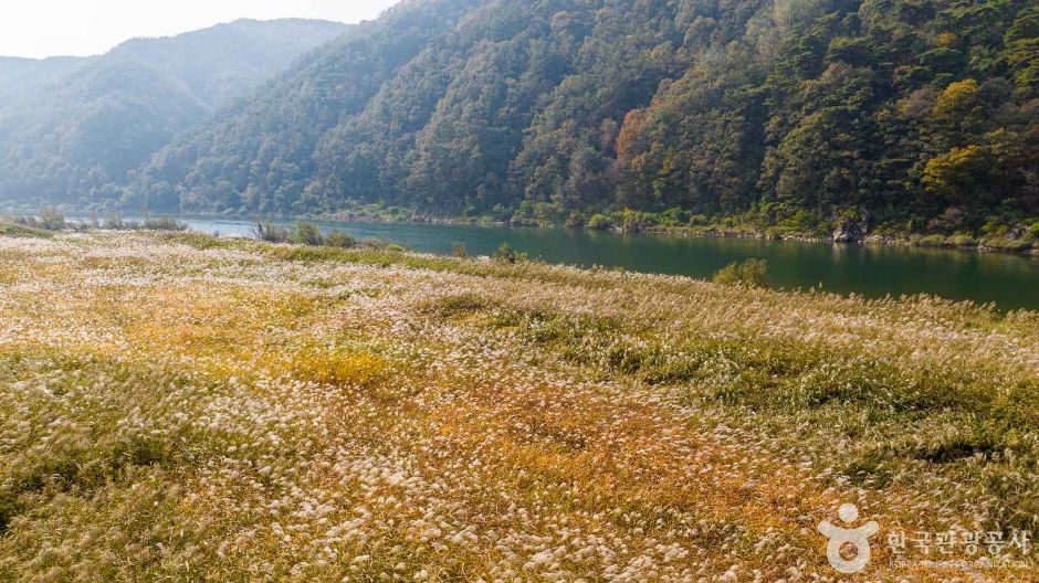 고운골 남한강 갈대숲 여행 추천 - 메고지고 고운골 남한강 갈대숲 여행 추천 - 메고지고