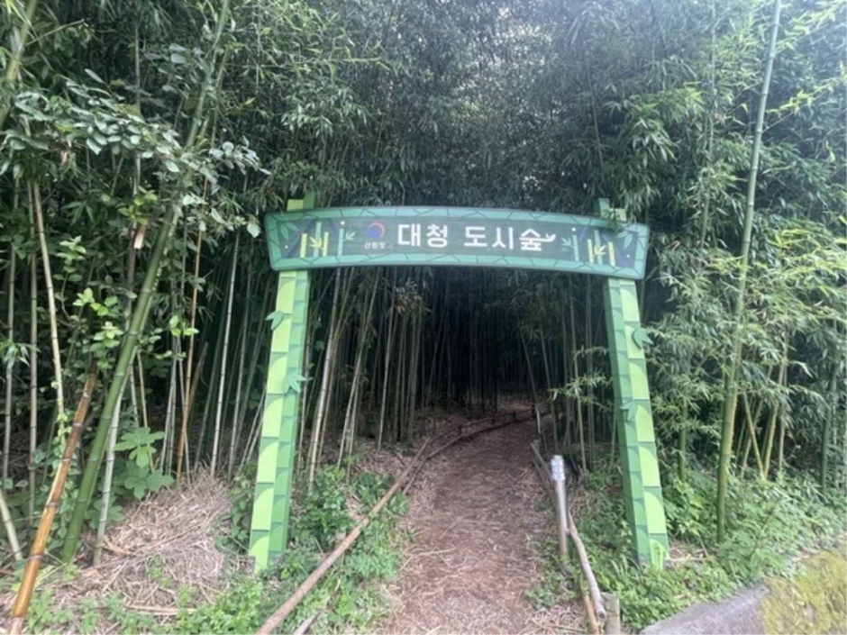 대청계곡대나무숲 여행 추천 - 메고지고 대청계곡대나무숲 여행 추천 - 메고지고