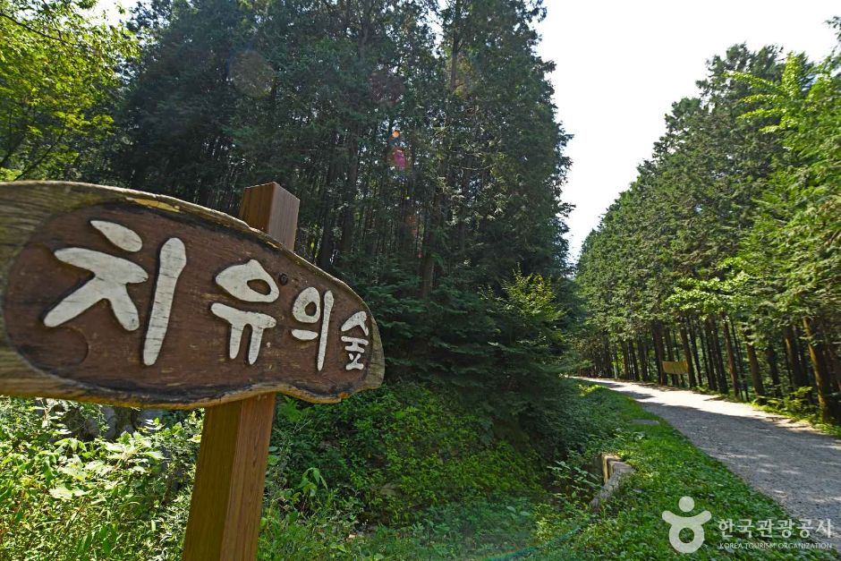 완주상관편백숲 여행 추천 - 메고지고 완주상관편백숲 여행 추천 - 메고지고