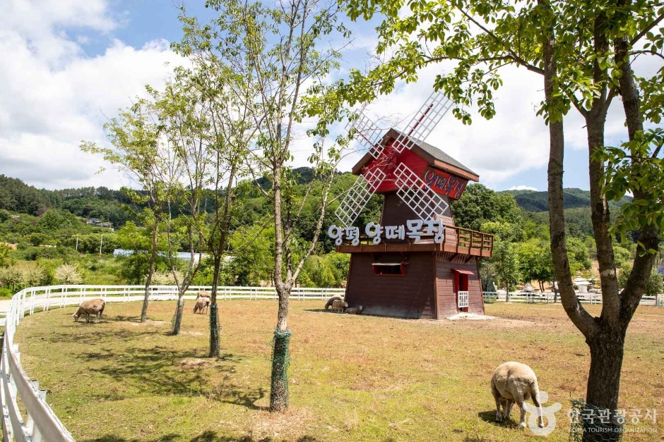 양평양떼목장 여행 추천 - 메고지고 양평양떼목장 여행 추천 - 메고지고