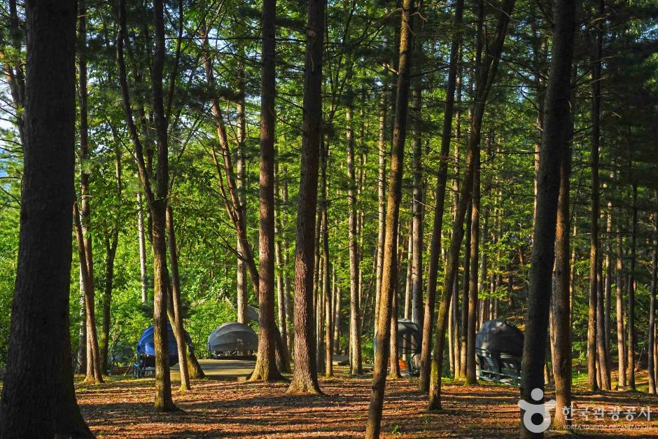 봉래산산림욕장 여행 추천 - 메고지고