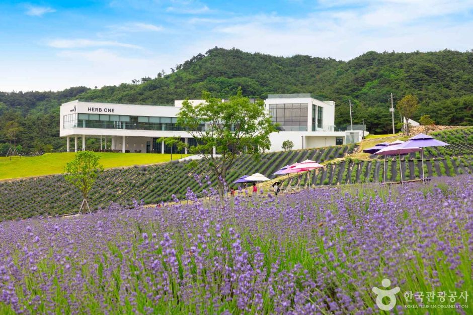 정읍 허브원 여행 추천 - 메고지고
