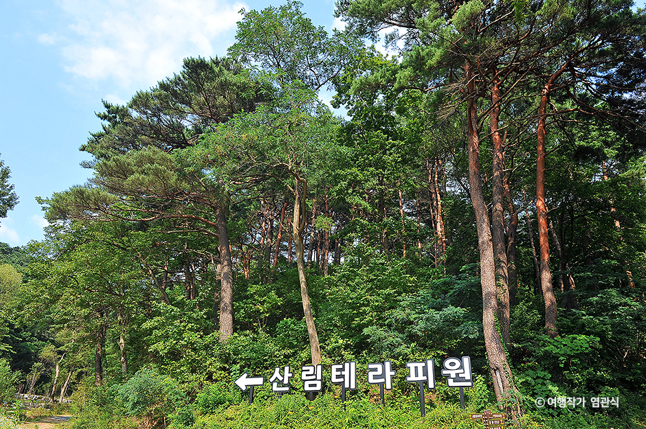 화진포소나무숲산림욕장 여행 추천 - 메고지고 화진포소나무숲산림욕장 여행 추천 - 메고지고